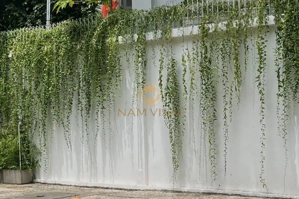 Hàng rào bê tông kết hợp cây xanh leo