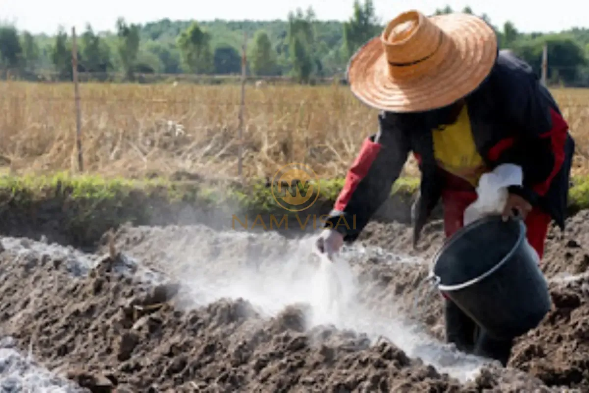 Liều lượng vôi bón cho từng loại cây 