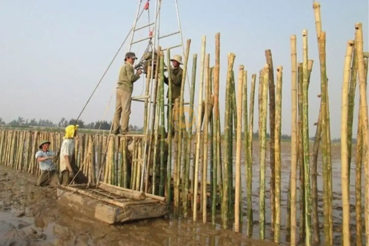 Cọc Tre – Khi Nào Phù Hợp, Khi Nào Không?